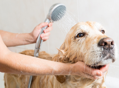 produits vétérinaires à Bailly dans les Yvelines 78