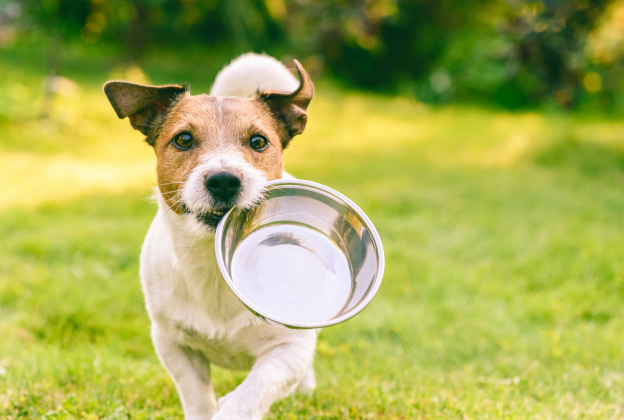 produits vétérinaires pour chiens à Bailly dans les Yvelines 78